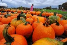 愛(ài)吃火鍋的小伙伴們須知:羊肉不能和什么一起吃?