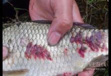 遠離寄生蟲，這些食物要少吃