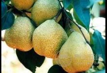 夏天吃梨 清熱開胃好處多