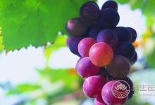 這5種水果皮效果驚人，吃完別再丟了！