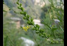 癌癥治療后，5種食物多吃可防復(fù)發(fā)