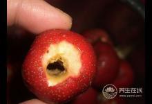 過年過節吃得太油膩，推薦你吃6種解膩食物