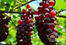 吃葡萄有哪些禁忌