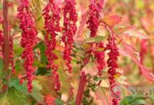 這種紅色食物可減肥防三高，還防癌