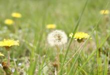 4月份，養(yǎng)肝補血應該多吃3種野菜