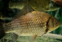 補鈣怎么補?曬太陽可以補鈣嗎?