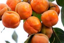 這些食物不能帶皮吃，養生的人要知道