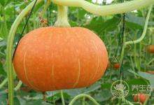 常吃雞蛋可以保持大腦年輕!盤點6種最健腦的食物