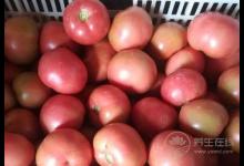 養肝吃什么好?肝臟不好怎么補?