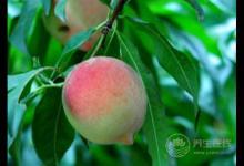 桃子又脆又好吃，但是有3點(diǎn)你一定要知道