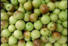 冬棗不能與什么同吃,冬棗不能和什么一起吃