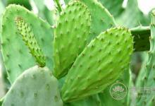 仙人掌和蜂蜜在一起熬出的水的作用