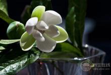 這些花卉有毒，最好不要在家里養