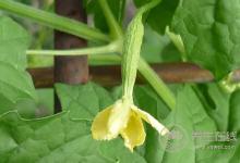 5種食物幫助身體排毒，長痘、臉色暗黃都需要