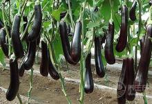 家里常吃的這種蔬菜，改善頭痛、提神有一套