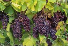 夏天沒胃口？吃這些就對了