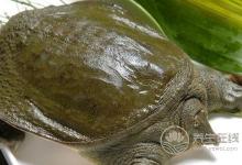 甲魚湯營養豐富，喝甲魚湯的功效是什么？