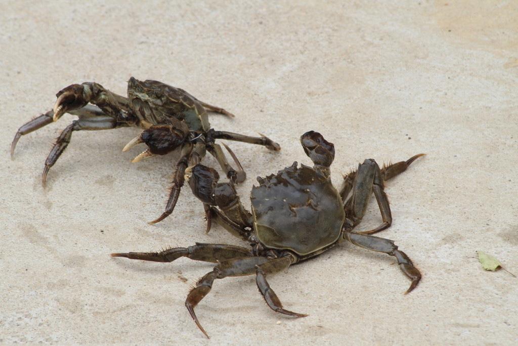 螃蟹煮面條應(yīng)該怎么做 螃蟹的食用禁忌 螃蟹煮面條應(yīng)該怎么做 螃蟹的食用禁忌