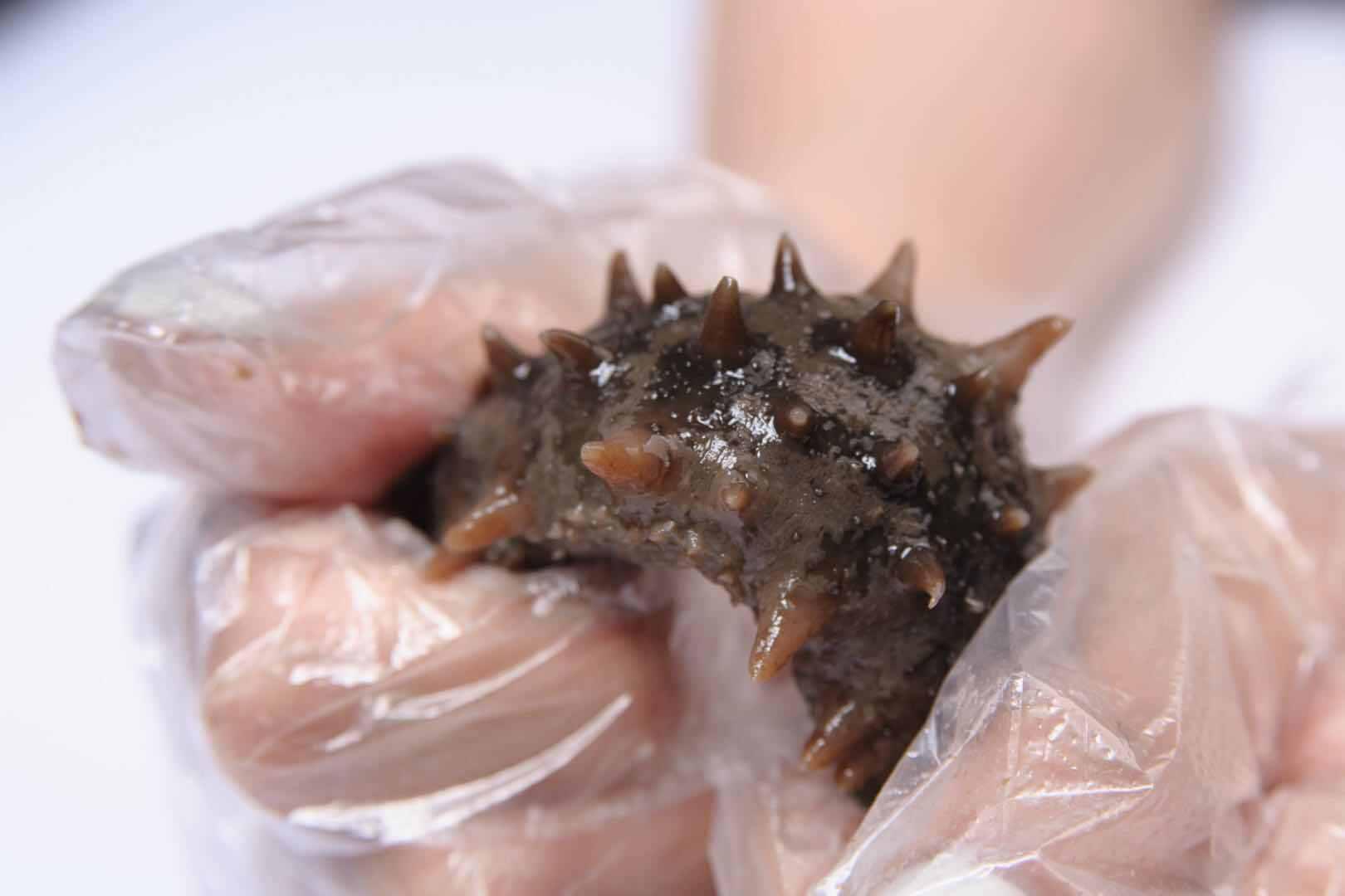 海參做粥的方法 海參可以做哪些粥 海參做粥的方法 海參可以做哪些粥