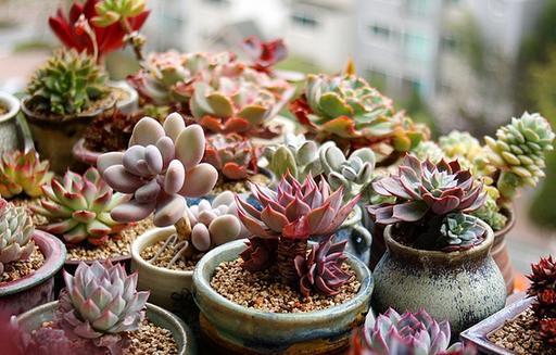 多肉植物適合放在臥室還是放在陽臺 多肉植物適合放在臥室還是放在陽臺
