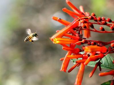 吃紅花滋補身體的效果如何會上火嗎