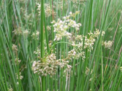 燈心草的作用與燈心草的用量是多少