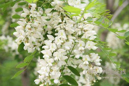 槐花有哪些禁忌呢? 槐花有哪些禁忌呢?