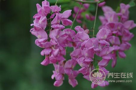 紫色槐花可以吃嗎? 紫色槐花可以吃嗎?