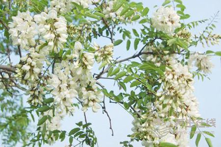 吃槐花有哪些好處? 吃槐花有哪些好處?