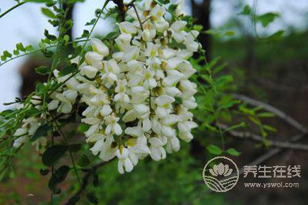 槐花有哪些藥用價值? 槐花有哪些藥用價值?