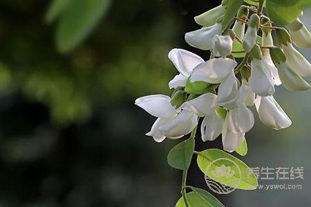 槐花有哪些禁忌呢? 槐花有哪些禁忌呢?