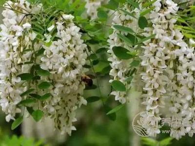 槐花有哪些藥用價值?