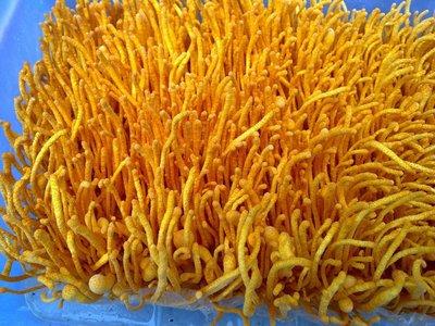 蟲(chóng)草一次服用量達(dá)到多少效果最好