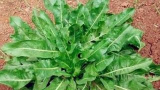 吃哪些食物可以起到好的消斑效果