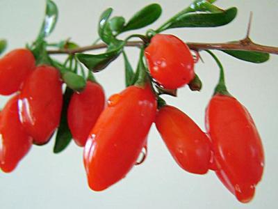 一天吃多少顆枸杞的養生效果最好