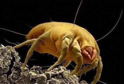 面部除螨蟲的方法以及房間除螨的方法 面部除螨蟲的方法以及房間除螨的方法