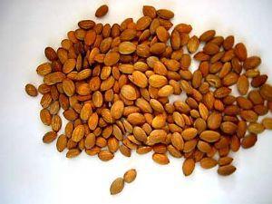 桃仁的作用有哪些用量應(yīng)該是多少