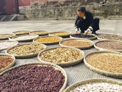 可以有效治療不同種類痛風(fēng)的中草藥