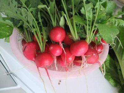 小水蘿卜的哪些部位可以吃葉子能吃嗎