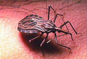 人體皮膚經常出現的寄生蟲種類有哪些 人體皮膚經常出現的寄生蟲種類有哪些