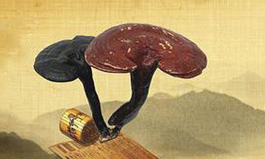 靈芝與哪種中藥搭配治療效果最好-易網健康<a href=http://www.xllyou.com/jkys/ target=_blank class=infotextkey>養生</a>網 靈芝與哪種中藥搭配治療效果最好