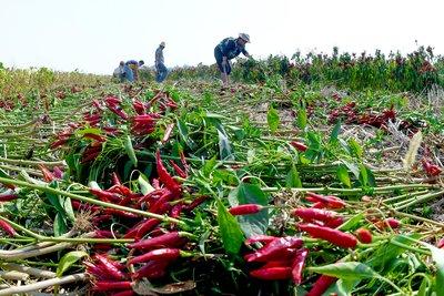 吃辣椒有哪些作用吃辣椒可以減肥