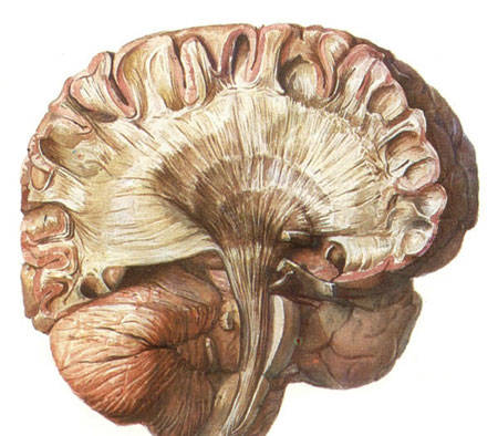 小腦的相關(guān)知識(shí)小腦控制身體的哪些方面-易網(wǎng)健康<a href=http://www.xllyou.com/jkys/ target=_blank class=infotextkey>養(yǎng)生</a>網(wǎng) 小腦的相關(guān)知識(shí)小腦控制身體的哪些方面