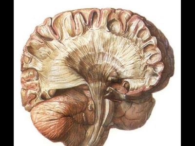 小腦的相關知識小腦控制身體的哪些方面