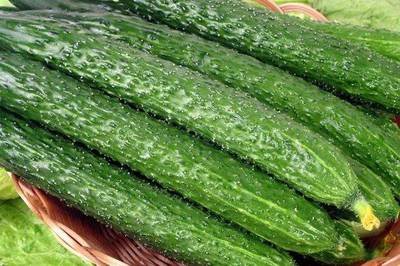 夏天到了有哪些與黃瓜相關的小菜-易網健康<a href=http://www.xllyou.com/jkys/ target=_blank class=infotextkey>養生</a>網 夏天到了有哪些與黃瓜相關的小菜