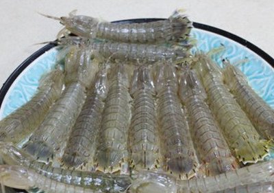 判斷皮皮蝦的肉質(zhì)是否新鮮的方法-易網(wǎng)健康<a href=http://www.xllyou.com/jkys/ target=_blank class=infotextkey>養(yǎng)生</a>網(wǎng) 判斷皮皮蝦的肉質(zhì)是否新鮮的方法