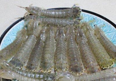 判斷皮皮蝦的肉質是否新鮮的方法