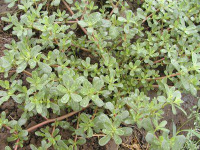 馬齒莧治療白頭發的有效使用方法-易網健康<a href=http://www.xllyou.com/jkys/ target=_blank class=infotextkey>養生</a>網 馬齒莧治療白頭發的有效使用方法