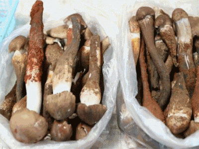 云南人吃菌子中毒后 看見的五彩小人長啥樣？