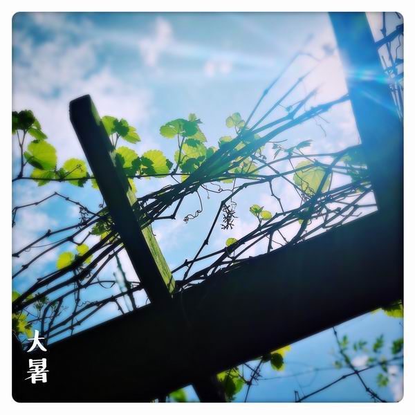 大暑:荔枝蜜糖飲,端居一院中-易網健康<a href=http://www.xllyou.com/jkys/ target=_blank class=infotextkey>養生</a>網 大暑:荔枝蜜糖飲,端居一院中